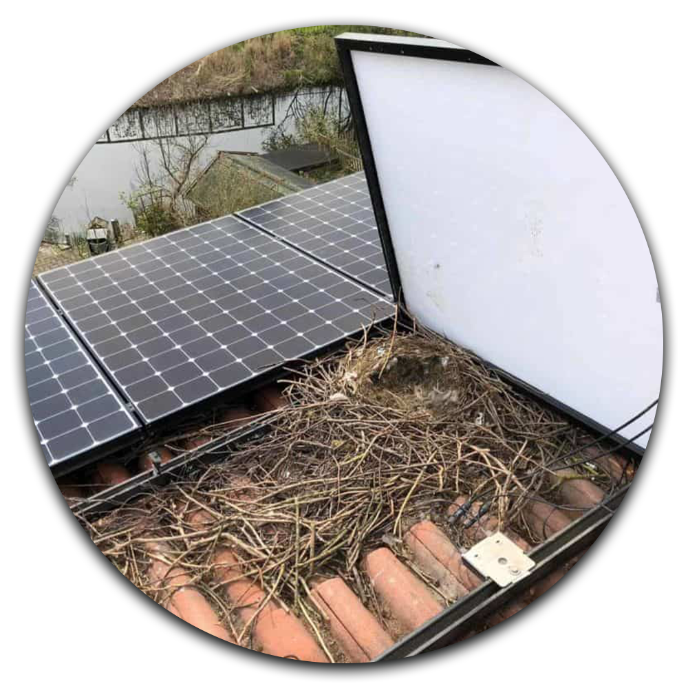 Lumon Cleaning Why Bird-Proofing is Essential 1